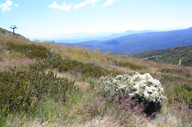 Summer at Mt Buller