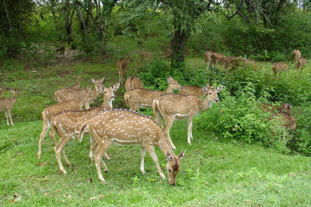 wildlife in karnataka a rare wildlife hunt besides its natural ...