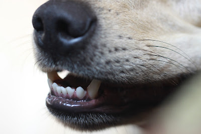 Teeth showing from a mouth of a dog