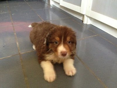 Australian Shepherd - puppy male Tri Red