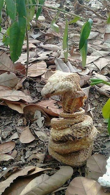 Haiwan pun ada masalah kemurungan melampau?