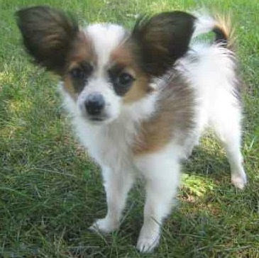 Papillon Puppy Pictures