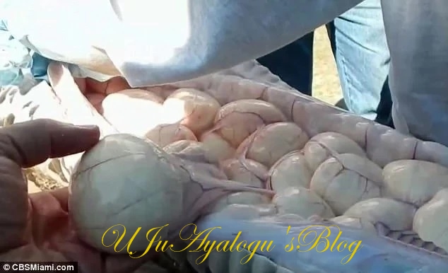 WATCH VIDEO!! Man captures massive 5.1-meter python carrying 78 eggs with his bare hands