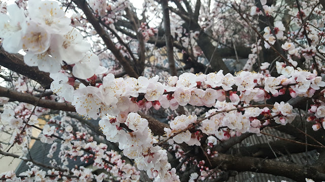 kyoto arashiyama cherry blossom