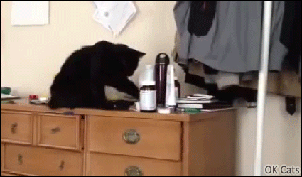 Funny Cat GIF • Naughty cat likes to knock things over just to watch them fall haha [ok-cats.com]