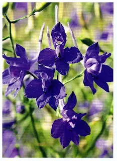 Feldrittersporn - Gartenpflanze - Delphinium consolida