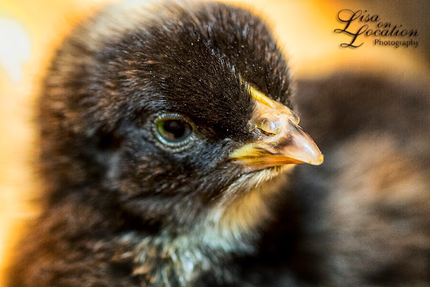 barred rock pullets, chicks, chickens, Plymouth Rock