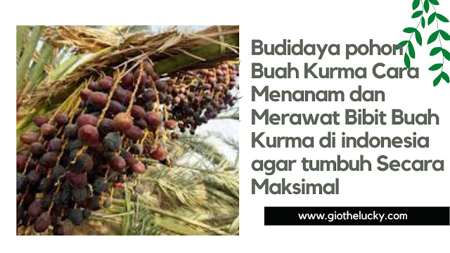 budidaya buah kurma di indonesia