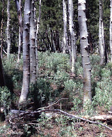 aspen grove