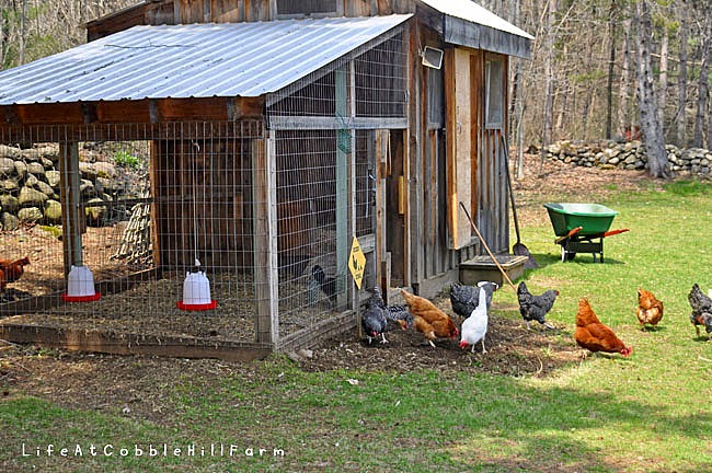 Life At Cobble Hill Farm: The Chicken Coop At Cobble Hill Farm