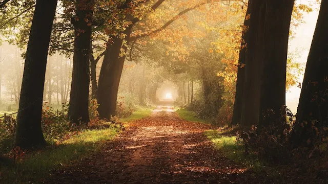 Autumn, Dawn, Fog, Path, Trees, Leaves Wallpaper