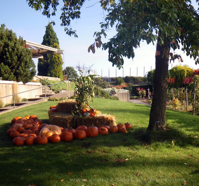 Pumpkins Patch at UBC Botanical Garden