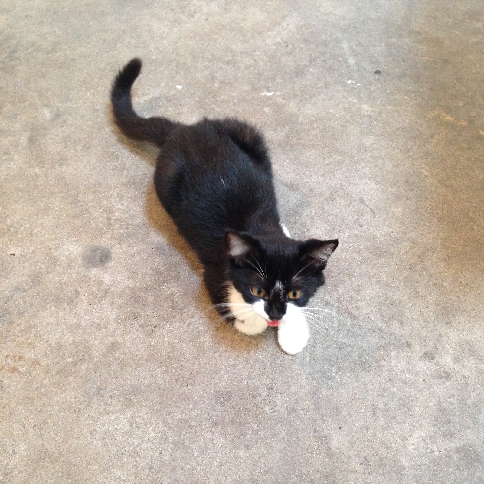 Nishi Nishi 猫のふう