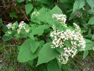 white snakeroot