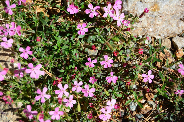 Saponaria ocymoides