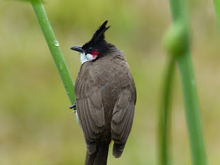 Bulbul orphée - Condé - Merle Maurice - Pycnonotus jocosus 