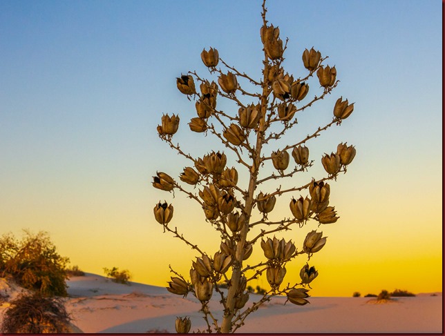 White Sands NM Sunset Walk (54 of 96)