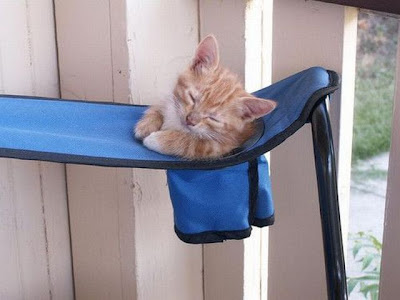 Funny Cat Sleeping