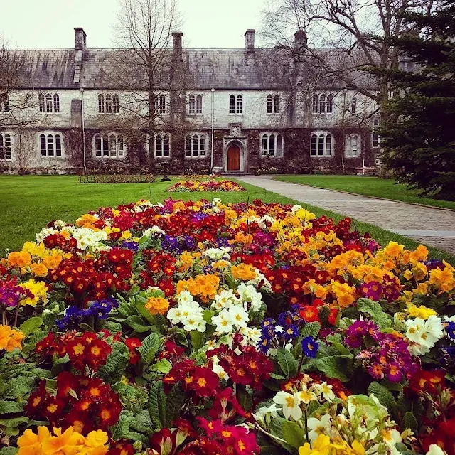 Flowers at University College Cork