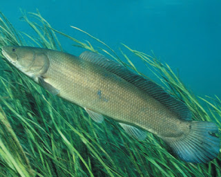 Bowfin