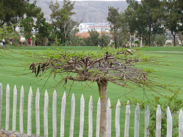 Golf Las Americas, Tenerife