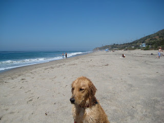 Wet dog Finnegan sitting on the beach