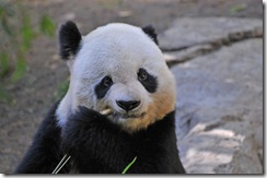 Panda-1 Panda-1