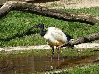 2018.06.30-034 ibis