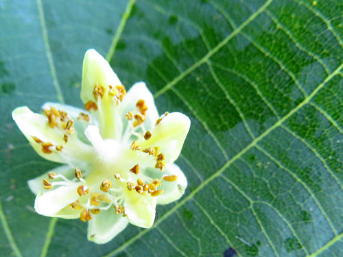 basswood flower