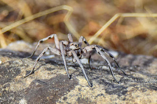 araña-lobo-o-tarantula-iberica-lycosa-hispanica-en-piedra-