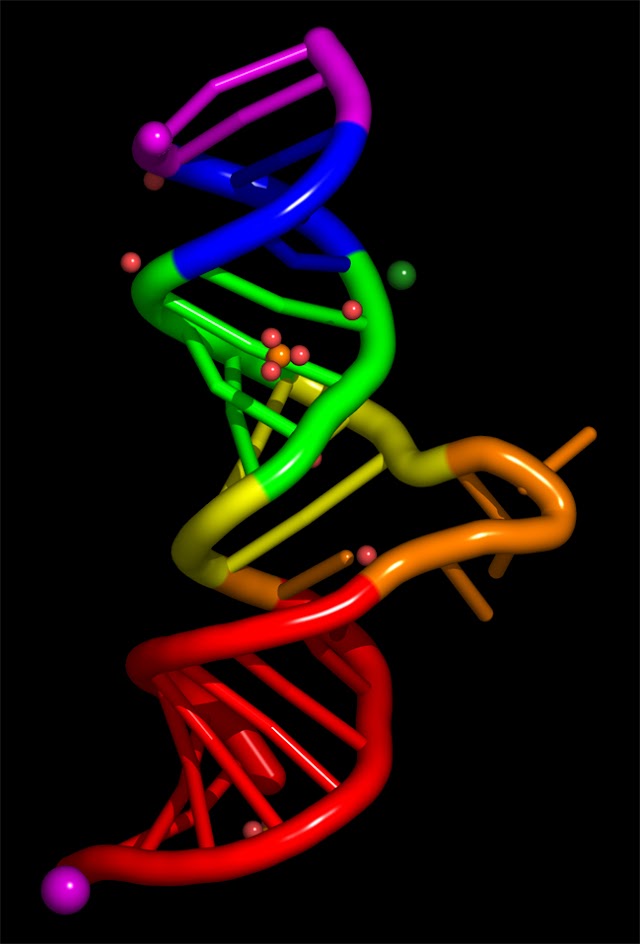 RNA, its Structure and Kinds