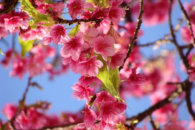 Sakura, flor da cerejeira japonesa, Cruzando Mundo