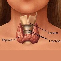 Thyroid gland picture