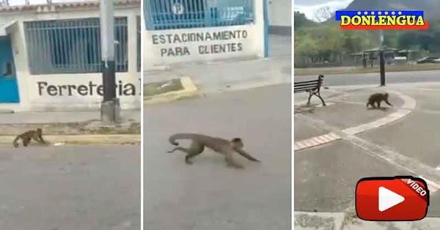 JUMANJI | 40 Monos hambrientos se escaparon de un zoológico de Maracay