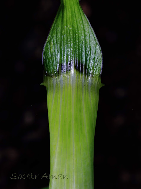 Arisaema monophyllum