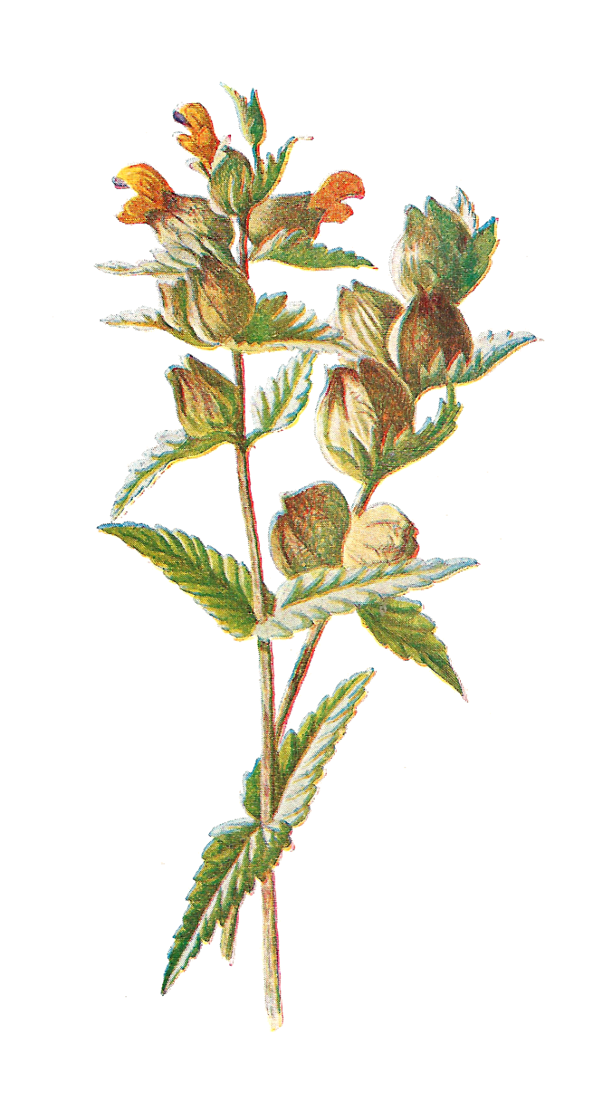 Free Free 297 Transparent Wildflower Svg Free SVG PNG EPS DXF File