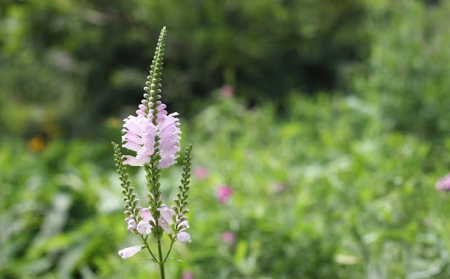 Physostegia Virginiana Flowers Pictures