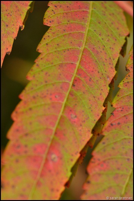 DSC_0531 (5)