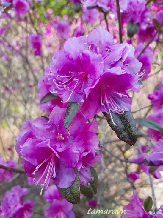 Рододендрон остроконечный (Rhododendron mucronulatum)