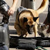 Dog which detonates bomb receives post-humous award in Delta