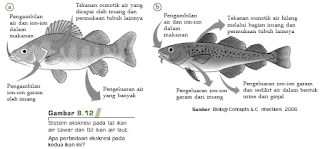 sistem ekskresi pada ikan. sistem ekskresi pada ikan air tawar. sistem ekskresi pada ikan air laut. ekskresi pada ikan air laut. ekskresi pada ikan air tawar. alat ekskresi ikan. tipe ginjal ikan. mesonefros adalah. opistonefros adalah. ginjal mesonefros pada ikan. ginjal opistonefros pada ikan. mekanisme ekskresi pada ikan air tawar. mekanisme ekskresi pada ikan air laut.