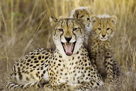 funny animal pictures, chettah mother and her cubs