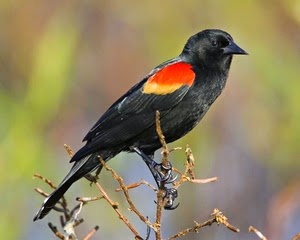  Redwing Blackbird