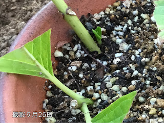 アジサイ　脇芽がない挿し穂は根元から発芽したよ。