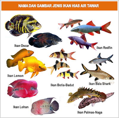 GAMBAR FOTO JENIS MACAM NAMA  IKAN HIAS AIR  TAWAR 