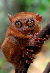 Tarsier