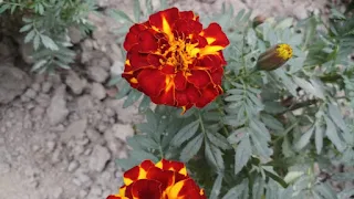 Mexican marigold picture