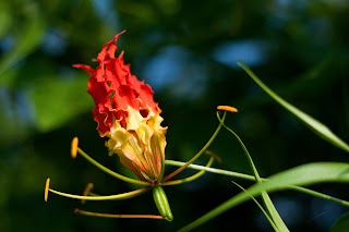 The Flame Lily (Gloriosa superba) or Niyagala photographed in Anuradhapura