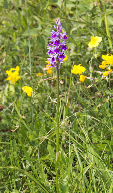 Common Spotted Orchid, Dactylorhiza fuchsii, var. rhodochila.  Downe Bank, 27 June 2015.