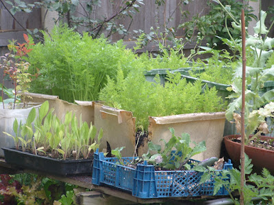 Photo of a collection of plastic containers filled with vegetable plants